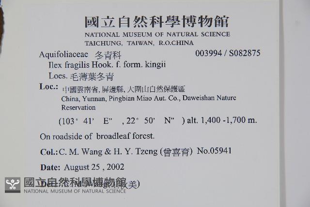 毛薄葉冬青藏品圖，第2張