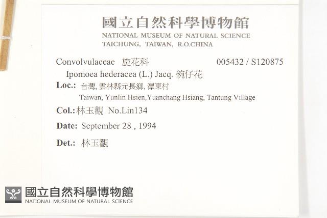 碗仔花藏品圖，第2張