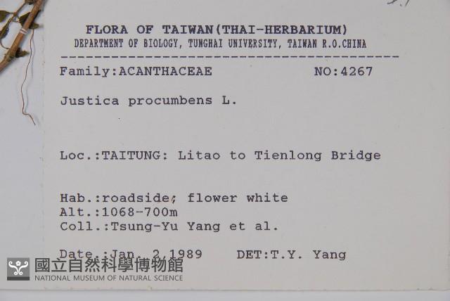 爵床藏品圖，第2張