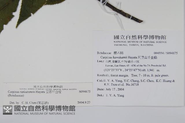 蘭邯千金榆藏品圖，第2張