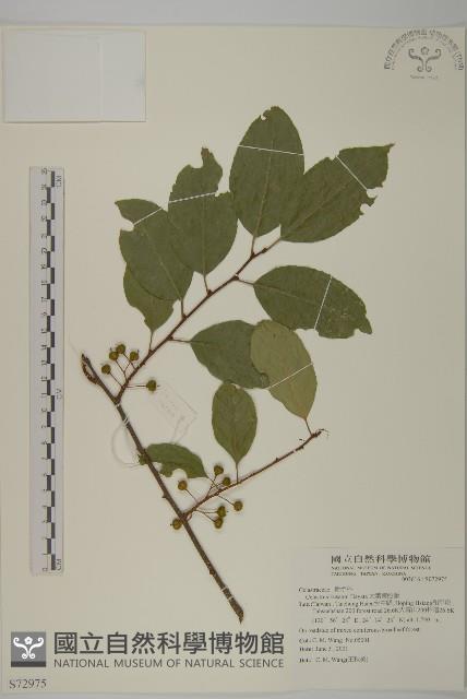 大葉南蛇藤藏品圖，第1張