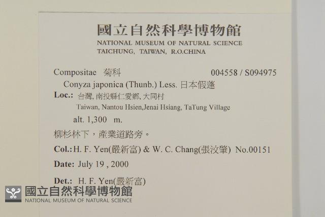 日本假蓬藏品圖，第2張