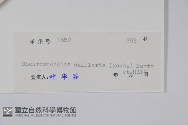 南酸棗藏品圖，第2張