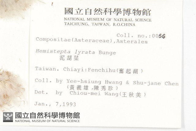 泥胡菜藏品圖，第2張