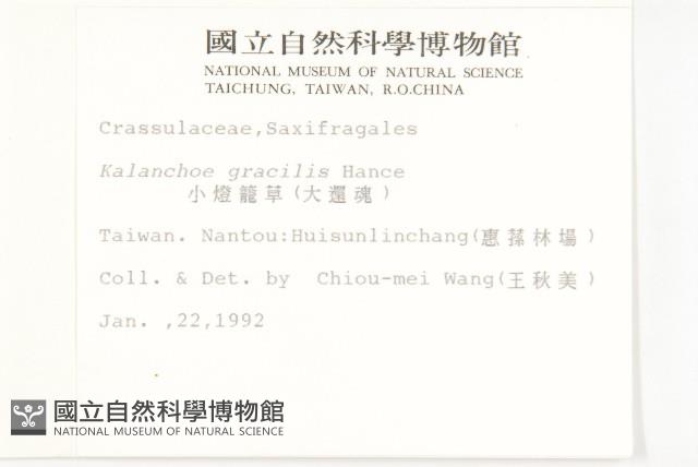 小燈籠草、大還魂藏品圖，第2張