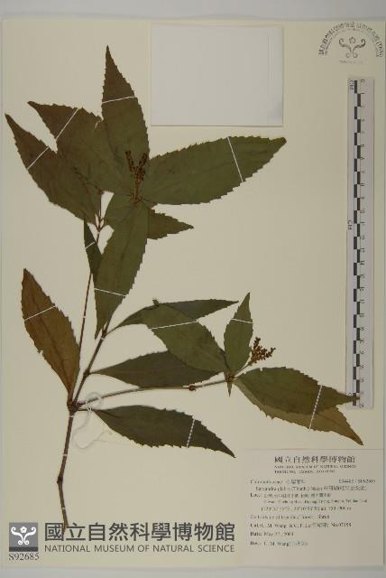草珊瑚、紅果金粟蘭藏品圖，第1張