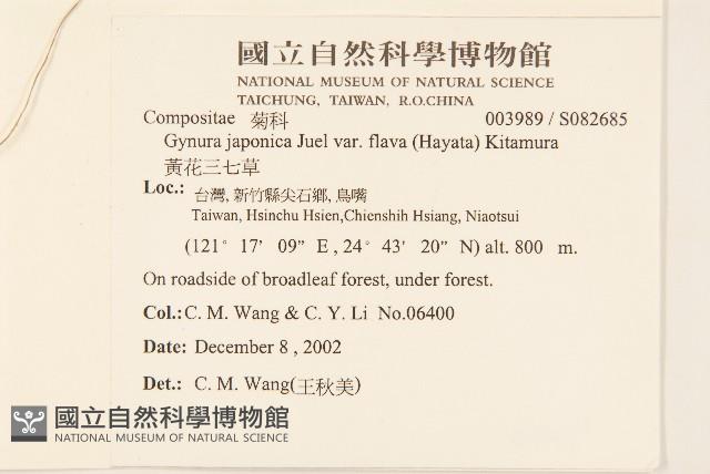 黃花三七草藏品圖，第2張