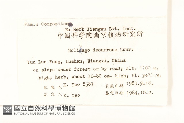 一枝黃花藏品圖，第2張