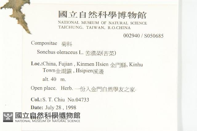 苦滇菜、苦菜藏品圖，第2張