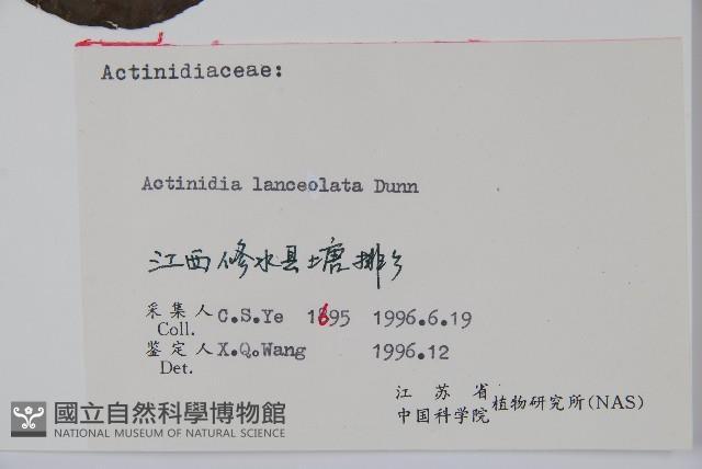 小葉獼猴桃藏品圖，第2張