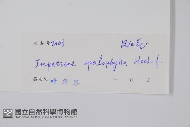 大葉鳳仙花藏品圖，第2張