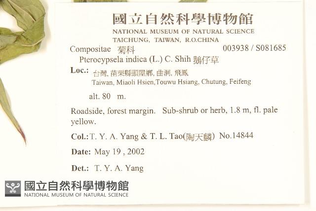 鵝仔草藏品圖，第2張