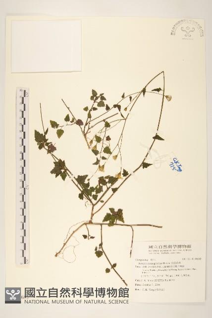 小蔓黃苑藏品圖，第1張