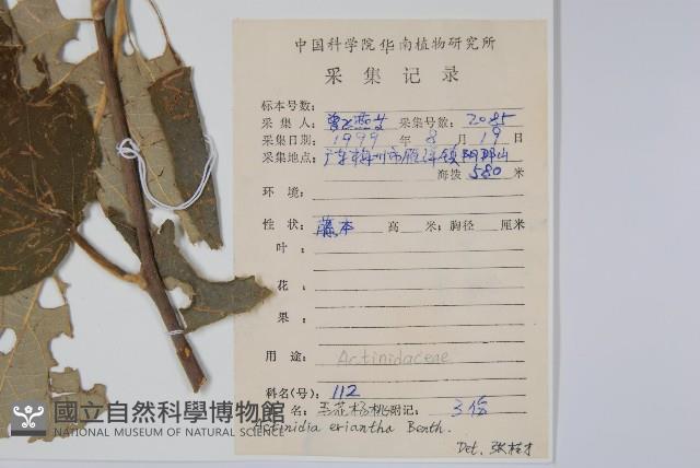 毛花楊桃藏品圖，第2張
