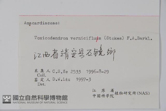 漆樹藏品圖，第2張