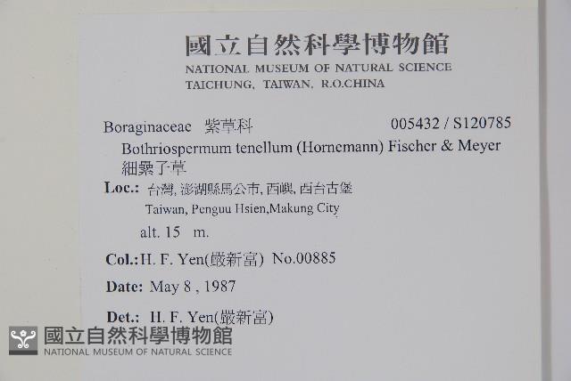 細纍子草藏品圖，第2張