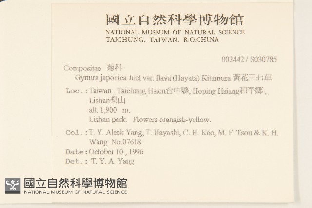 黃花三七草藏品圖，第2張