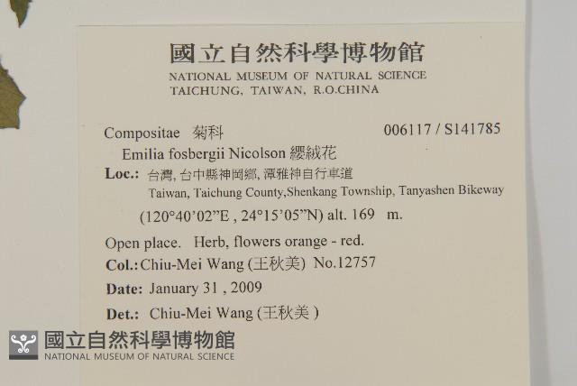 纓絨花藏品圖，第2張