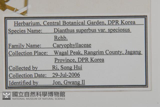 高山瞿麥藏品圖，第2張