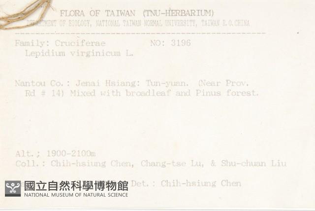 獨行菜藏品圖，第2張