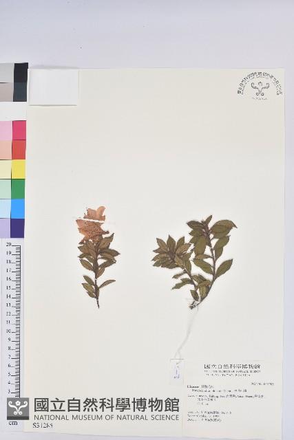 金毛杜鵑藏品圖，第1張