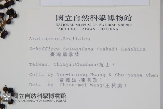 臺灣鵝掌柴藏品圖，第2張