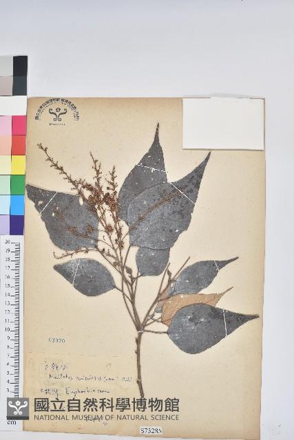 白匏子藏品圖，第1張