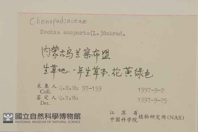 地膚、掃手草藏品圖，第2張