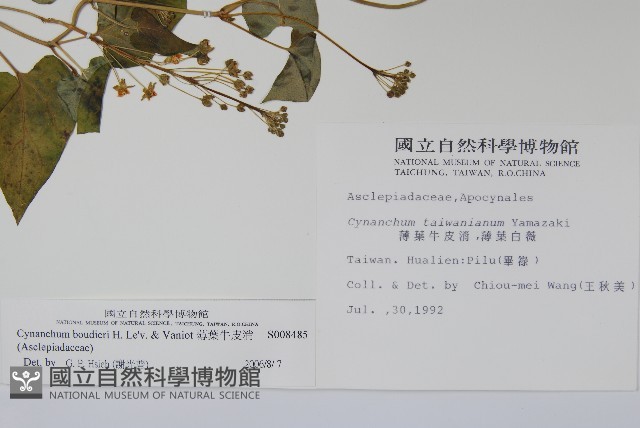 薄葉牛皮消藏品圖，第2張