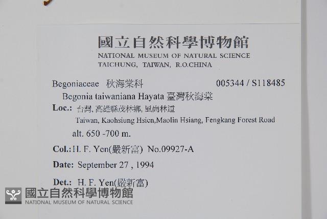 臺灣秋海棠藏品圖，第2張