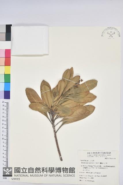 蘭嶼土沉香藏品圖，第1張