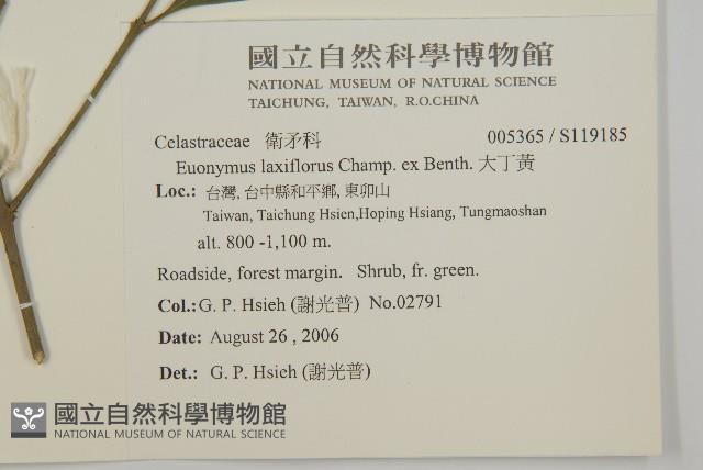 大丁黃藏品圖，第2張