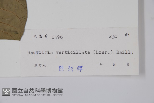 蘿芙木藏品圖，第2張