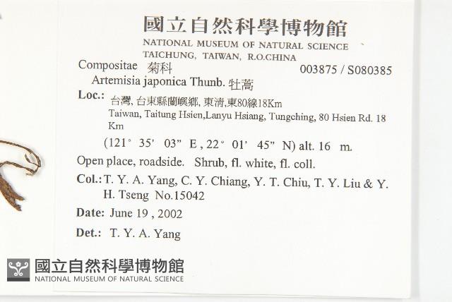 牡蒿藏品圖，第2張