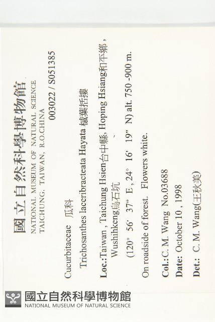 槭葉括摟藏品圖，第2張