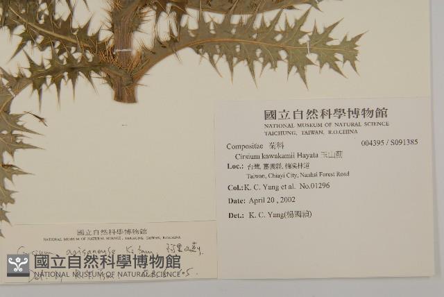 阿里山薊藏品圖，第2張