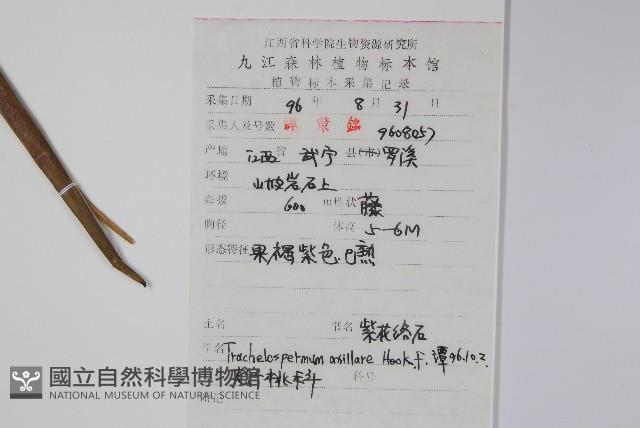 紫花絡石藏品圖，第2張