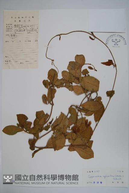 武靴藤藏品圖，第1張