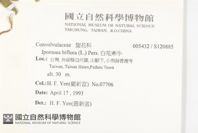 白花牽牛藏品圖，第2張