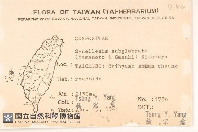 高山破傘菊藏品圖，第2張