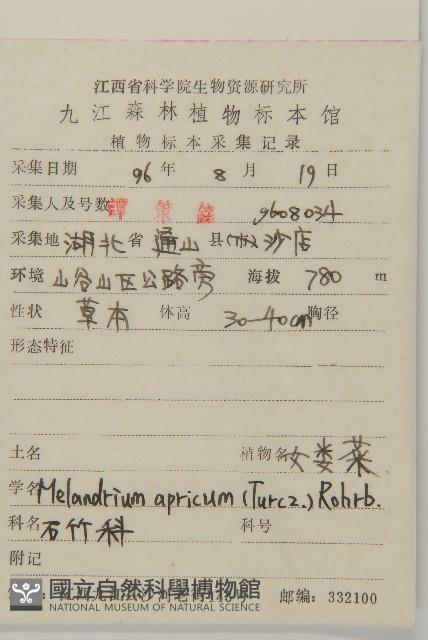 桃色女婁菜藏品圖，第2張