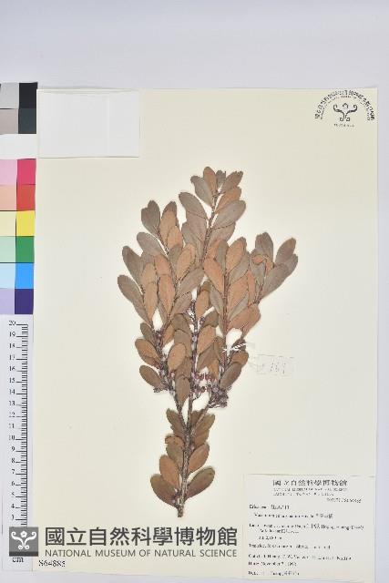 凹葉越橘藏品圖，第1張