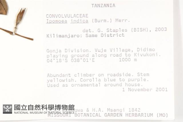 銳葉牽牛藏品圖，第2張