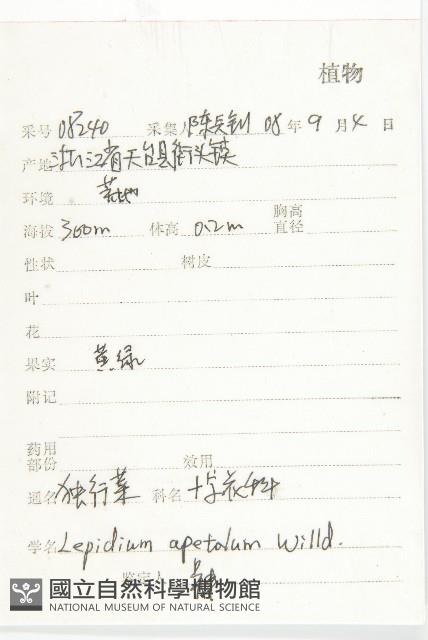 腺獨行菜藏品圖，第2張