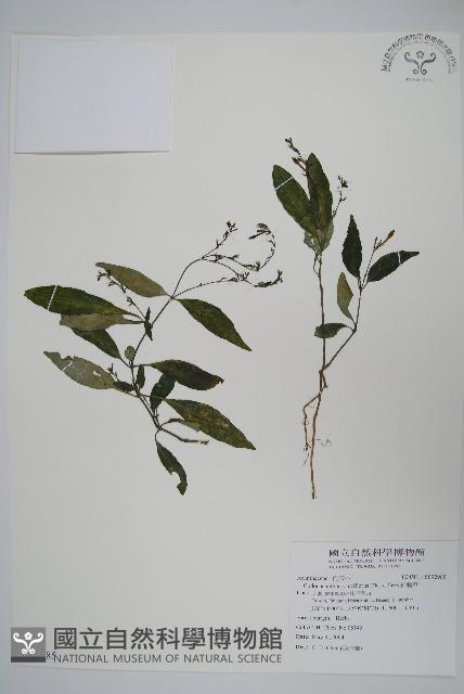 針刺草藏品圖，第1張