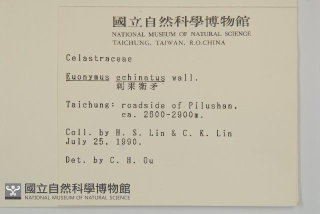 刺果衛矛藏品圖，第2張