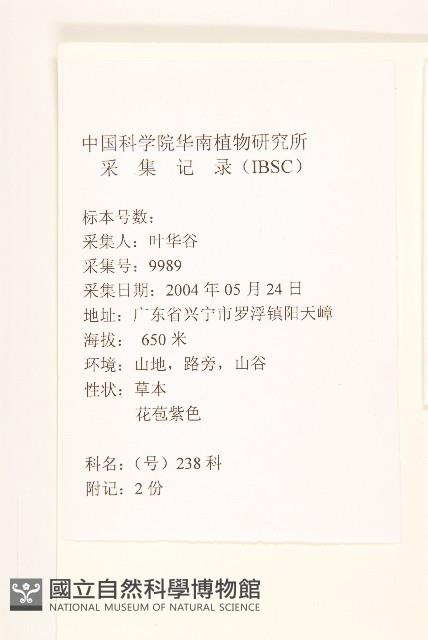 鵝仔草藏品圖，第2張