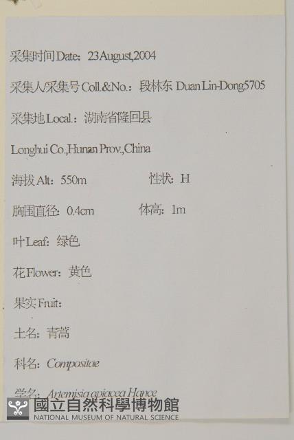 青蒿藏品圖，第2張