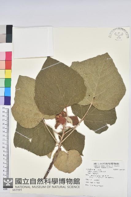 野桐藏品圖，第1張