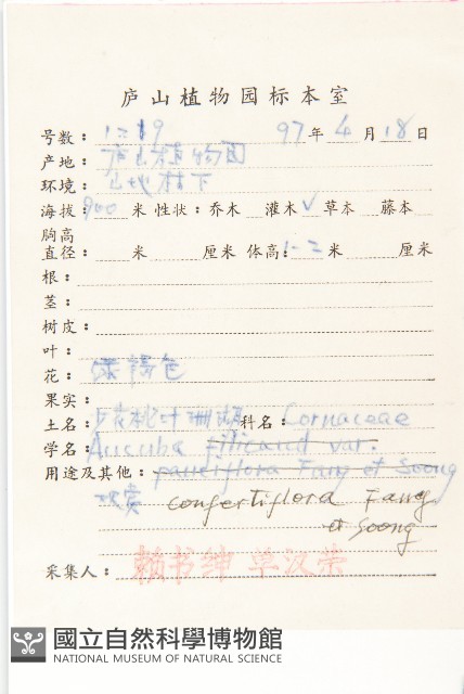 密花桃葉珊瑚藏品圖，第2張